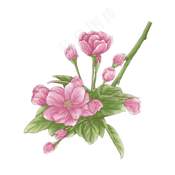 唯美杜鹃花水彩免费下载线描线稿,免抠元素