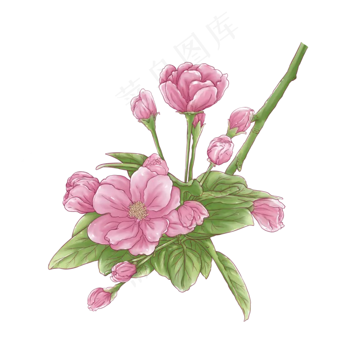 唯美杜鹃花水彩免费下载线描线稿,免抠元素(2010X2010(DPI:762))psd模版下载