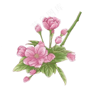 唯美杜鹃花水彩免费下载线描线稿,免抠元素