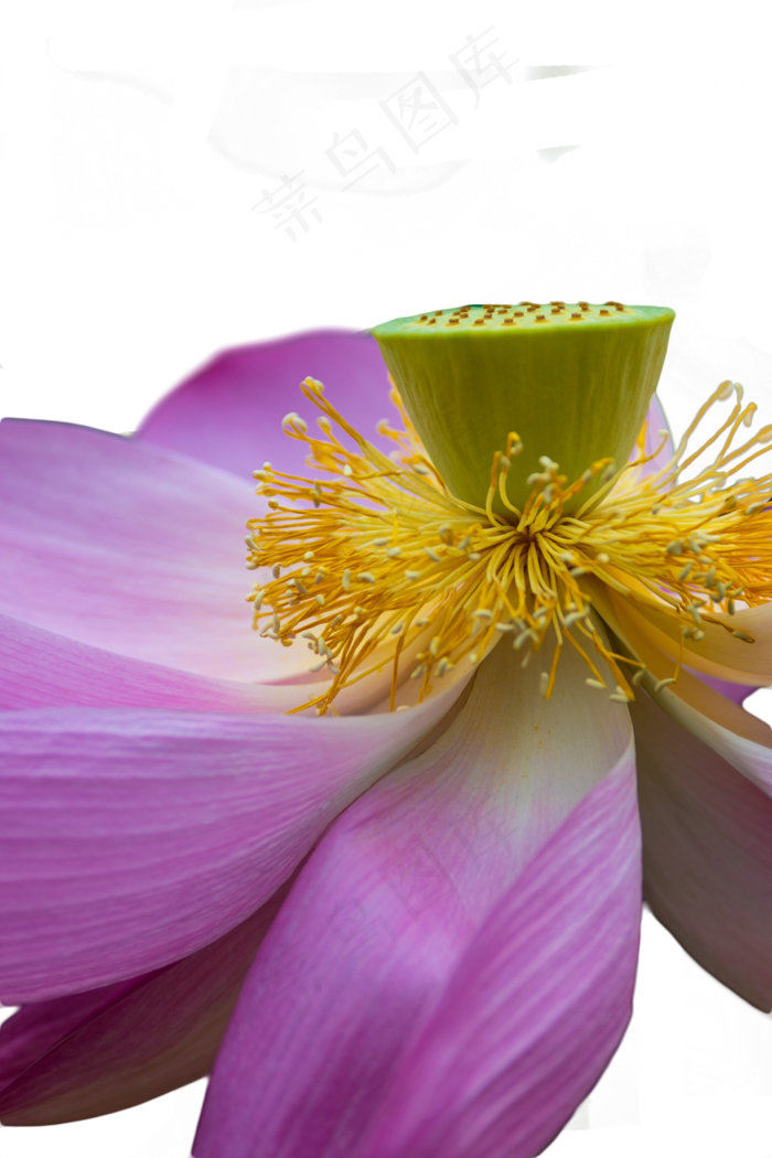 荷花莲花花蕊