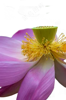 荷花莲花花蕊 荷花莲花花蕊