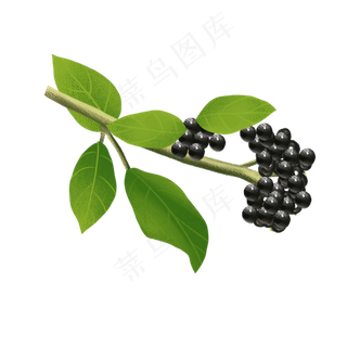 手绘水果png素材