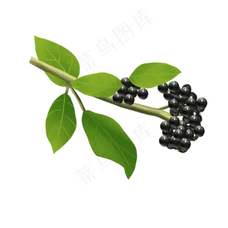 手绘水果png素材