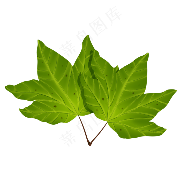 绿色植物叶子手绘梧桐树叶透明底