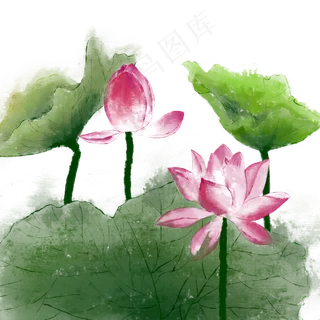 古风花卉荷花