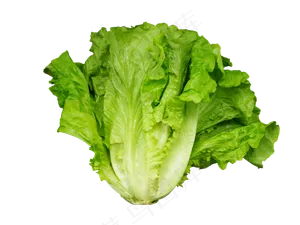 有机蔬菜绿色生菜