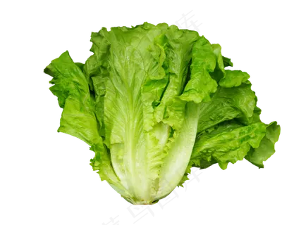 有机蔬菜绿色生菜 有机蔬菜绿色生菜