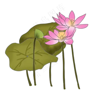 中国风夏日荷塘荷花