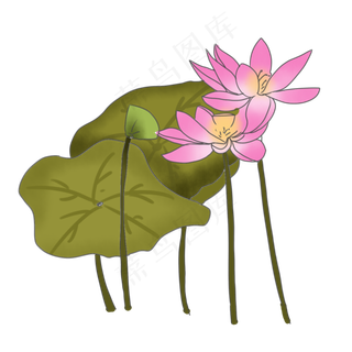 中国风夏日荷塘荷花