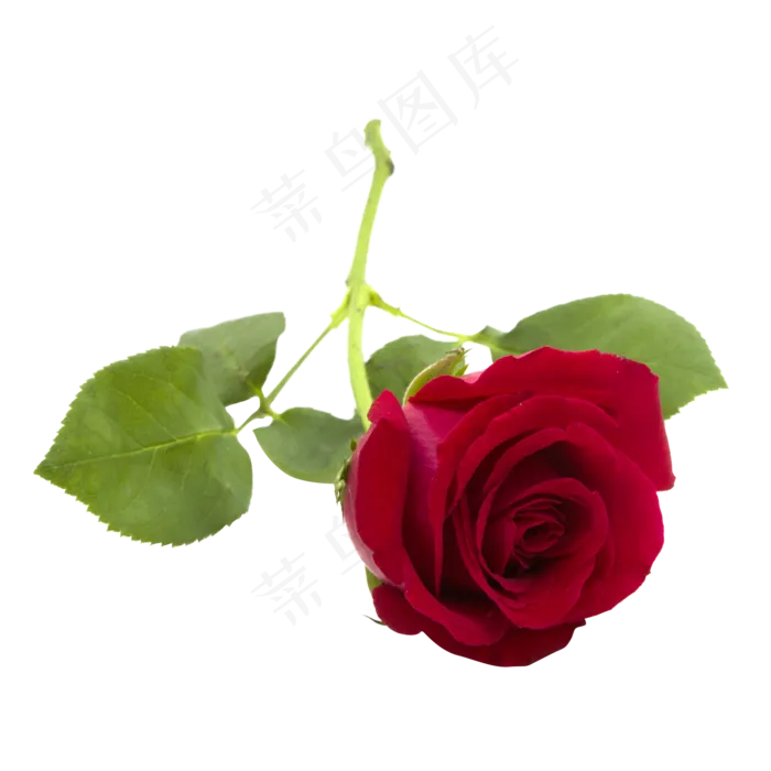 红玫瑰花(2000*2000px 300 dpi )