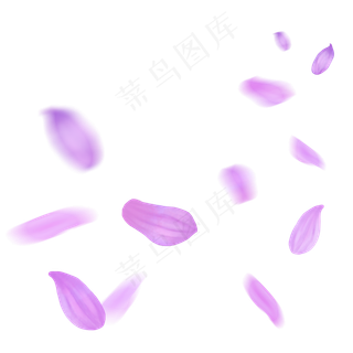 漂浮的花瓣粉紫色菊花花瓣飘落的