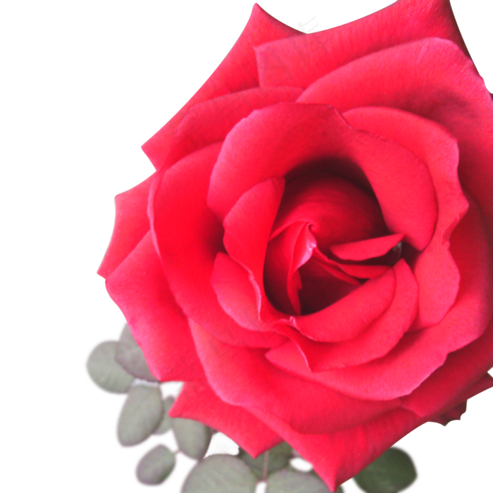 矢量绽放开的玫瑰花(2000*2000px 72 dpi )psd模版下载