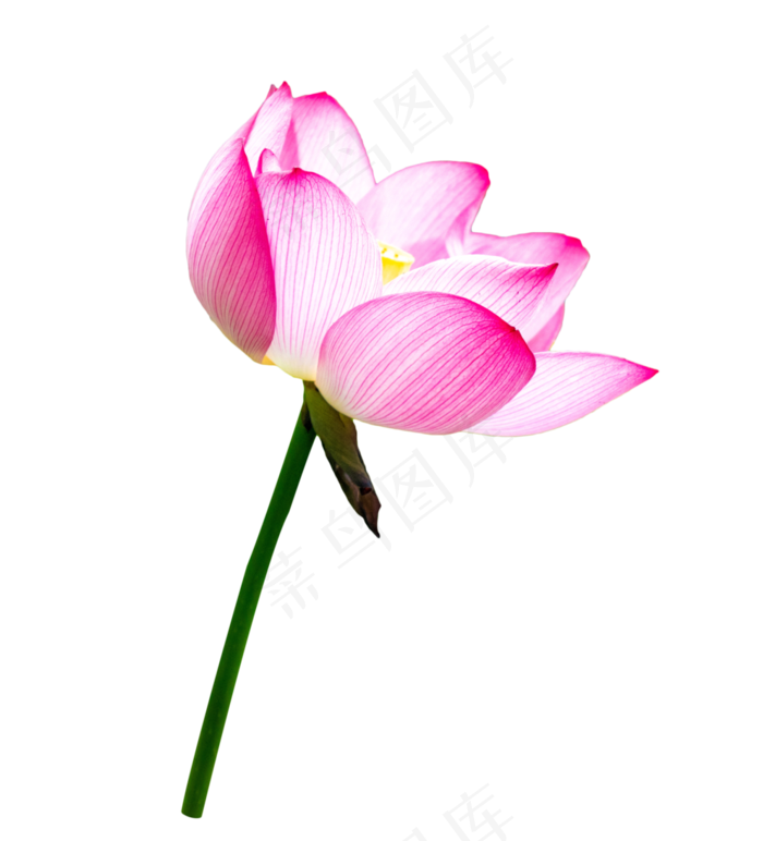 粉色荷花盛开(3305*3645px 300 dpi )