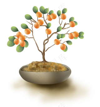 古风观赏金钱橘盆栽