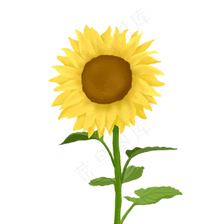 植物向日葵太阳花装饰