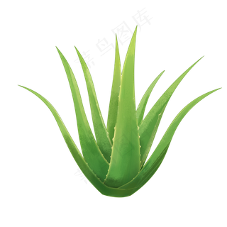 一株芦荟写实风格png,免抠元素