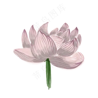 紫色的盛开的荷花免抠装饰