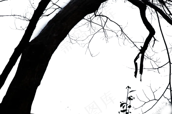 枝干粗大结实的大树(2000X1333(DPI:300))psd模版下载