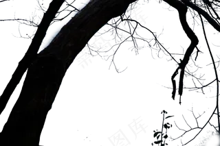 枝干粗大结实的大树