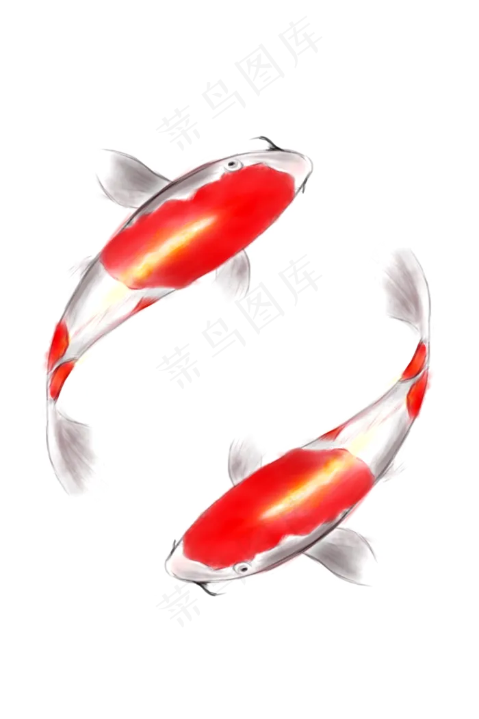 手绘红色花斑锦鲤(2000X3000(DPI:72))psd模版下载