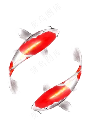 手绘红色花斑锦鲤