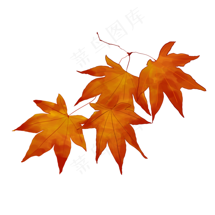 红色枫叶植物矢量图立秋节气,免抠元素