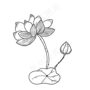 线稿png莲花,免抠元素