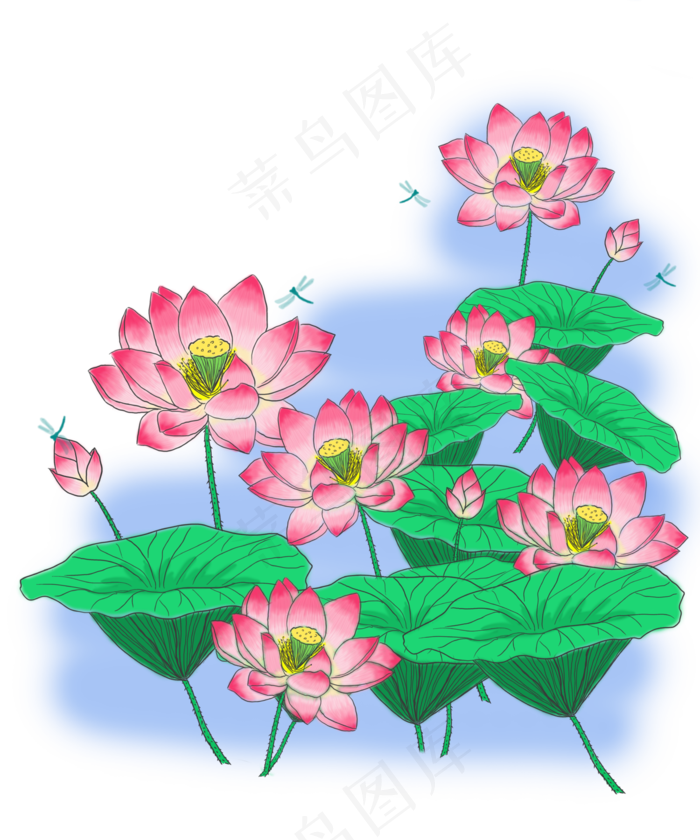 夏日盛开的一片鲜艳荷花PNG免