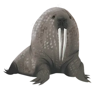 仿真动物海象,免抠元素