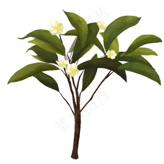 一枝茶树与茶树花