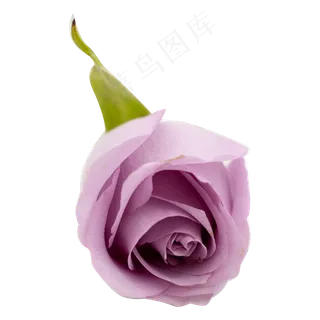 紫玫瑰植物花朵鲜切花摄影实物
