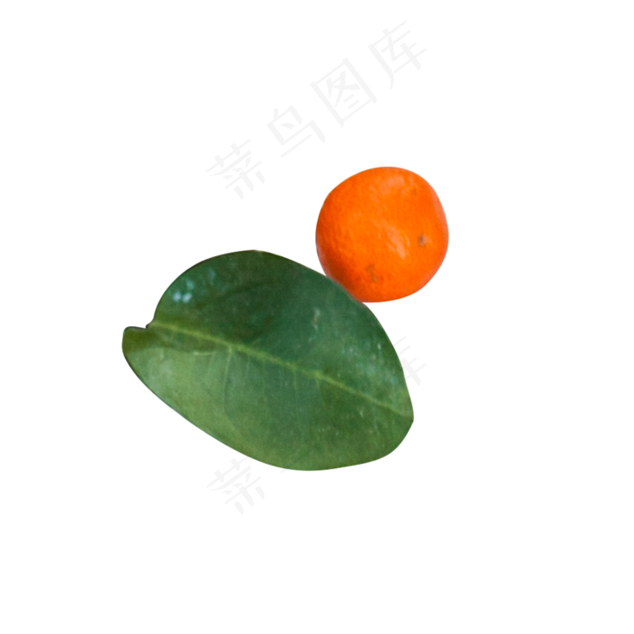 绿色植物叶子水果元素