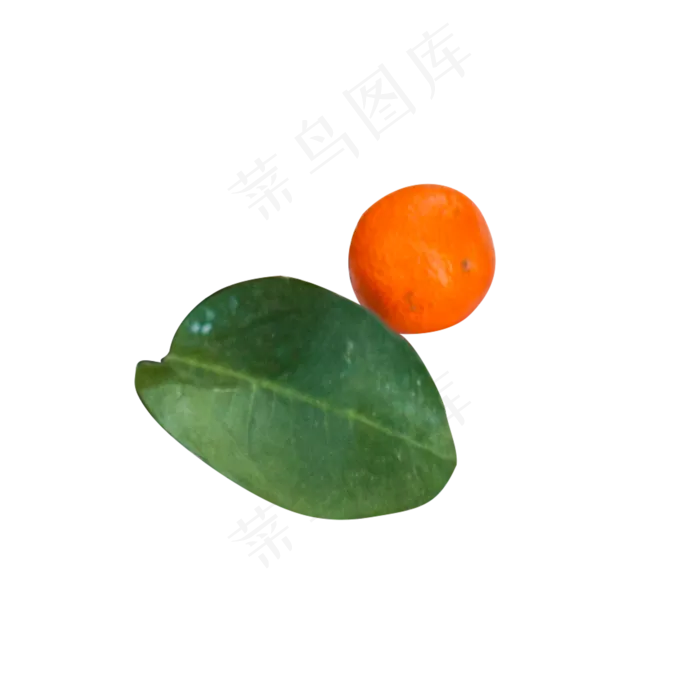 绿色植物叶子水果元素(2000X2000(DPI:300))psd模版下载