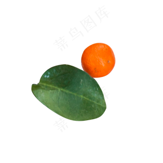 绿色植物叶子水果元素