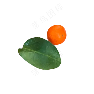 绿色植物叶子水果元素