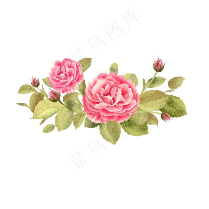 月季花花开(2000X2000(DPI:300))psd模版下载