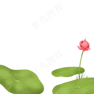 荷叶荷花荷花池 