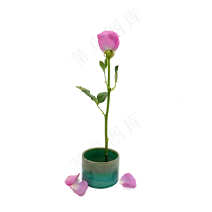 紫色玫瑰花瓣和玫瑰花