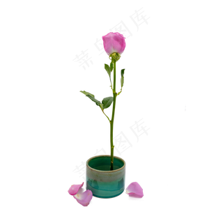 紫色玫瑰花瓣和玫瑰花 紫色玫瑰花瓣和玫瑰花