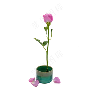 紫色玫瑰花瓣和玫瑰花 紫色玫瑰花瓣和玫瑰花