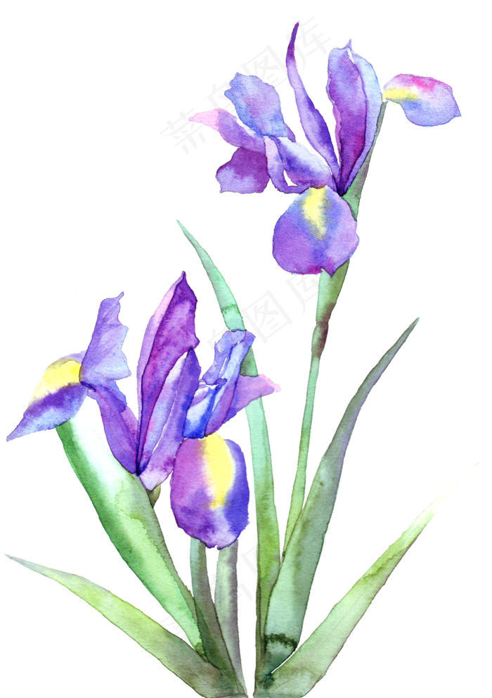 手绘紫色的郁金香花卉(2000X2833(DPI:300))psd模版下载