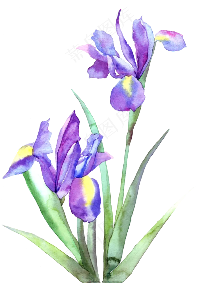 手绘紫色的郁金香花卉(2000X2833(DPI:300))psd模版下载
