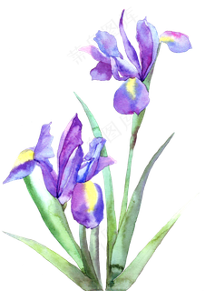 手绘紫色的郁金香花卉