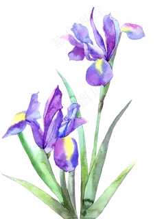 手绘紫色的郁金香花卉 手绘紫色的郁金香花卉