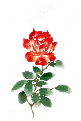 水彩花卉红色的玫瑰