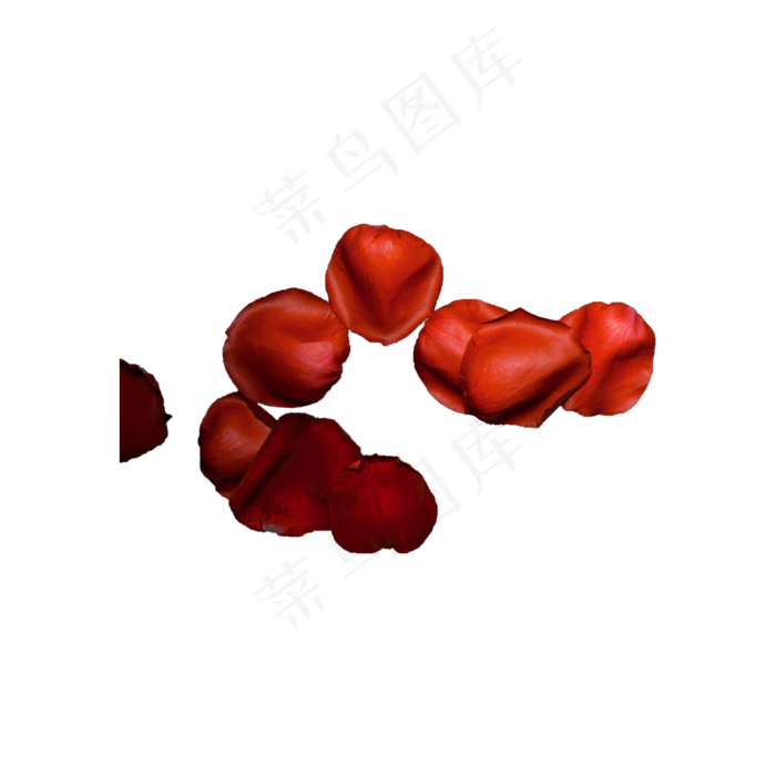 玫瑰花瓣实拍（png免抠）(2000X2000(DPI:72))psd模版下载