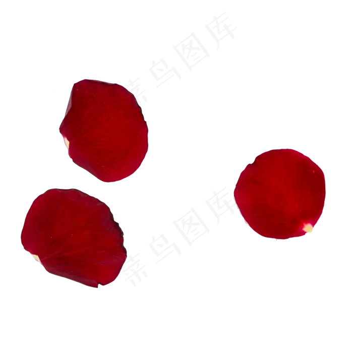 玫瑰花瓣(2000*2000px 300 dpi )