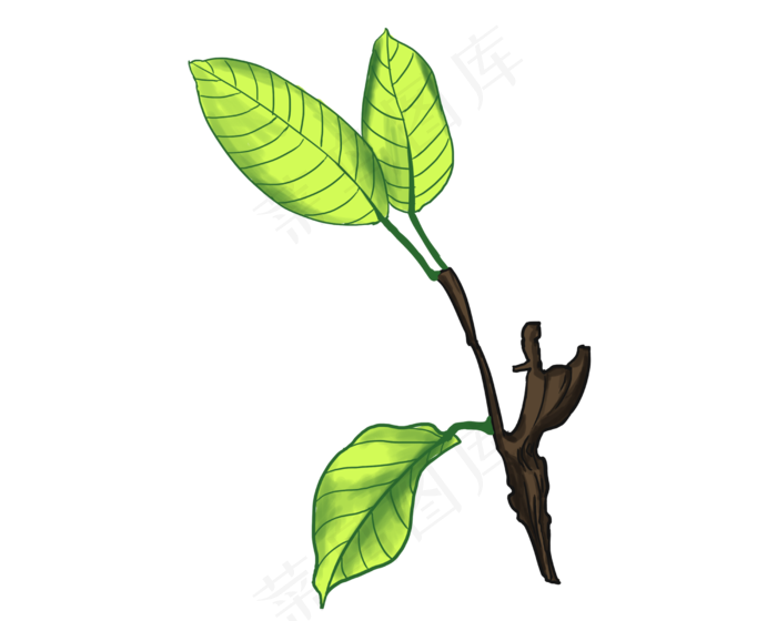 春天发芽的树叶插画