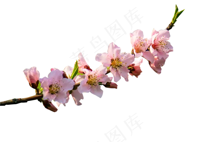 春天粉色桃花,免抠元素(6000X4000(DPI:300))psd模版下载