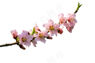 春天粉色桃花,免抠元素